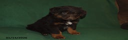 Mixed Breed dogs for sale: Blaze - Ad 2