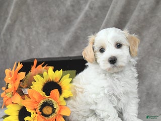 Maltipoo dogs - Ad 37