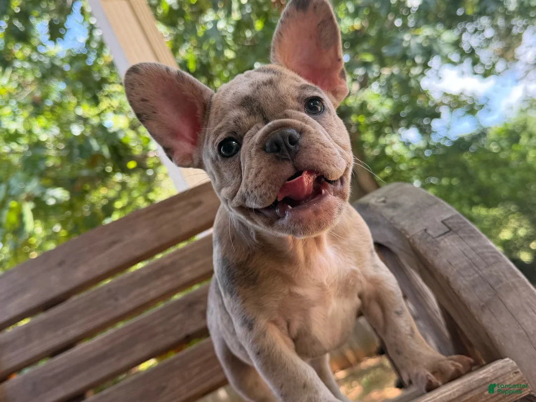 French Bulldog dogs for sale: Ron - Ad 2