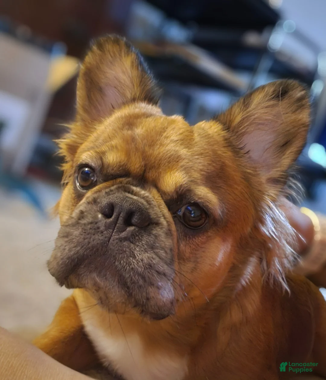 French Bulldog dogs for sale: French Bulldog Puppy 1 - Ad 7