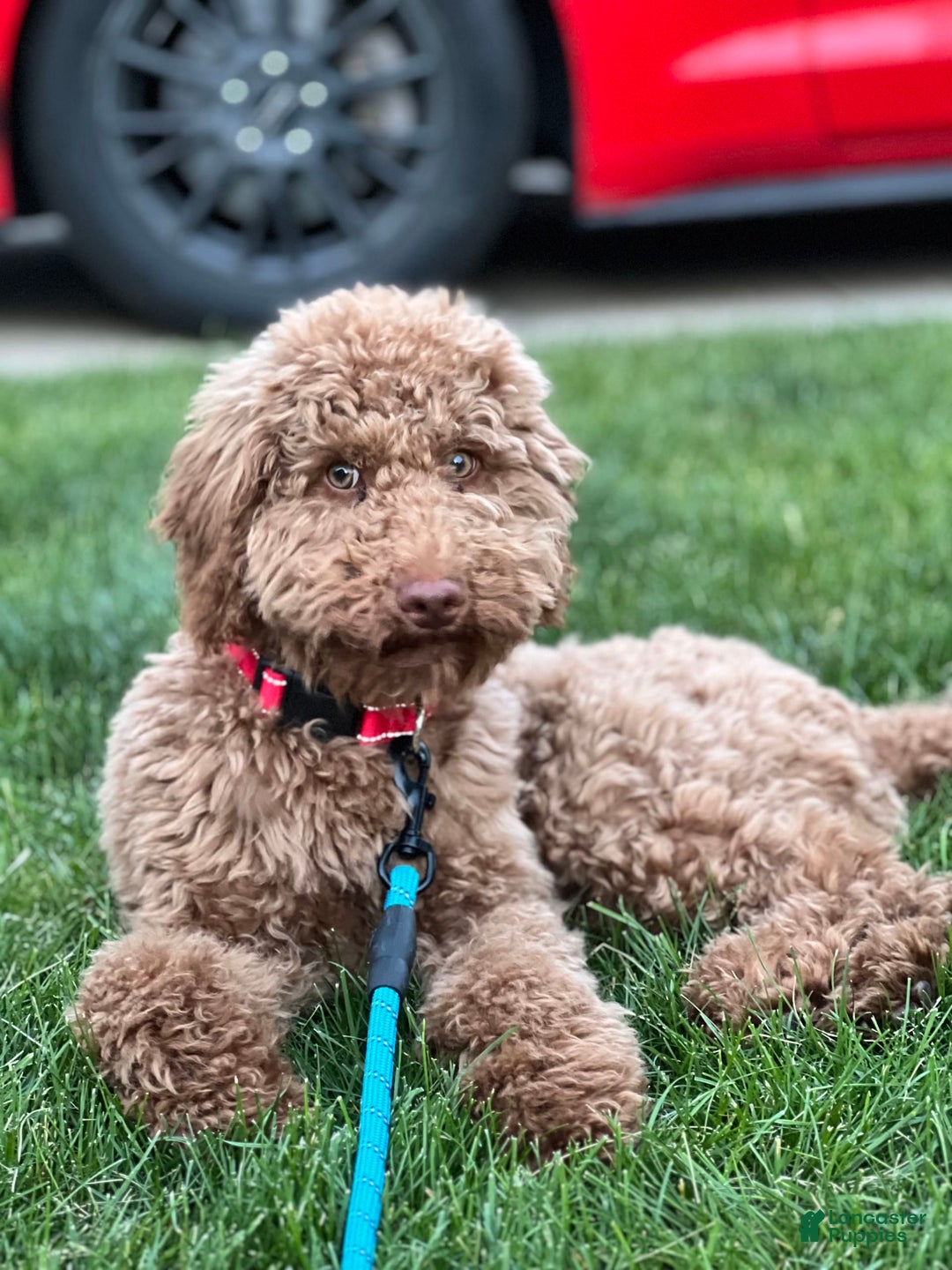 Gallery Image {{count}}