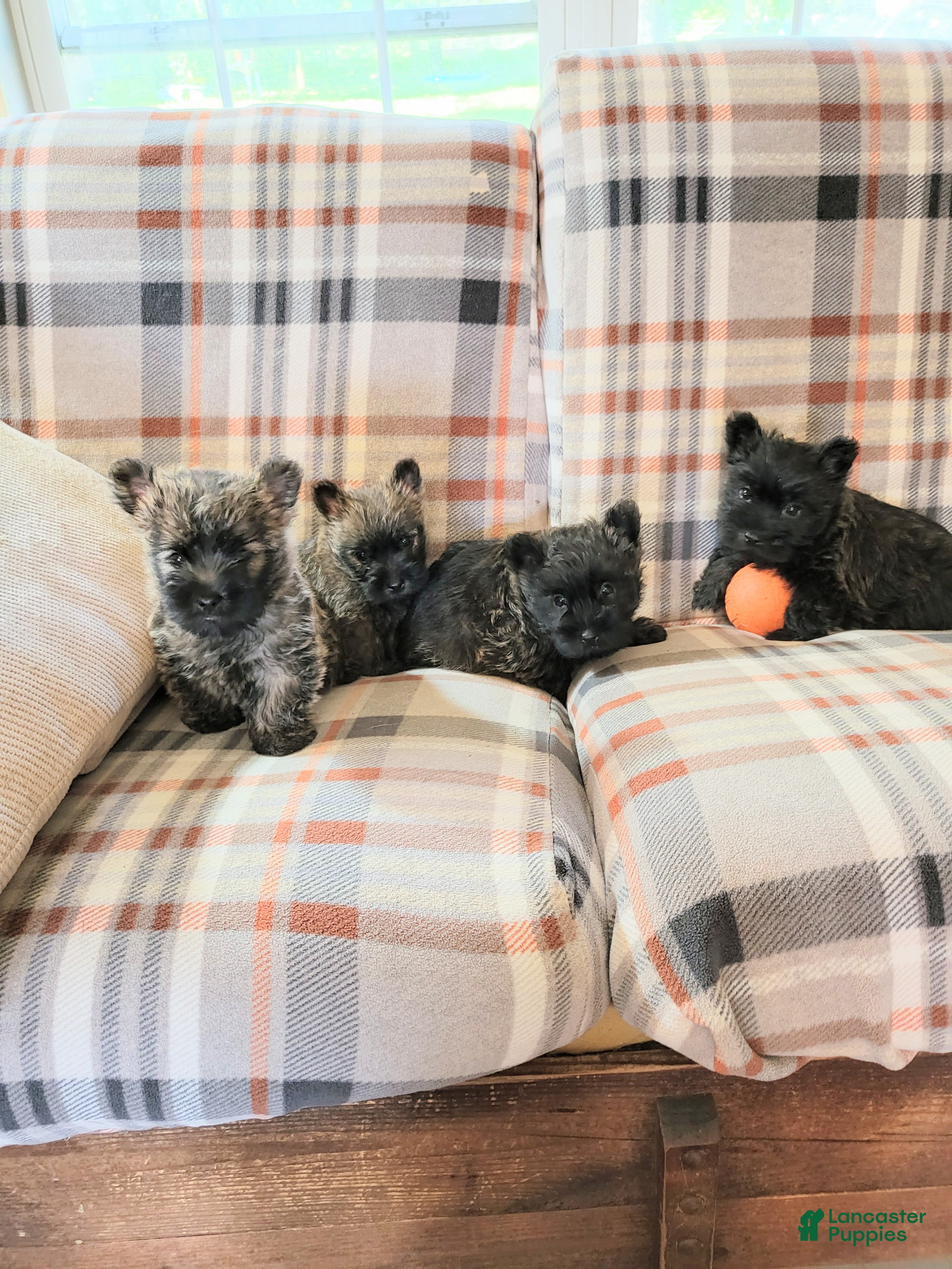 Cairn Terrier dogs Cairn Terrier  - Ad 2