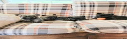 Cairn Terrier dogs for sale: Cairn Terrier  - Ad 2