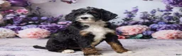 Bernedoodle dogs for sale: Luna - Ad 4