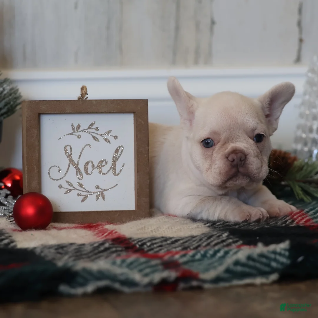 French Bulldog dogs for sale: Noel - Ad 4