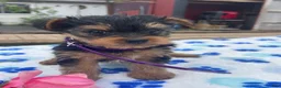 Yorkshire Terrier dogs for sale: Princess - Ad 2