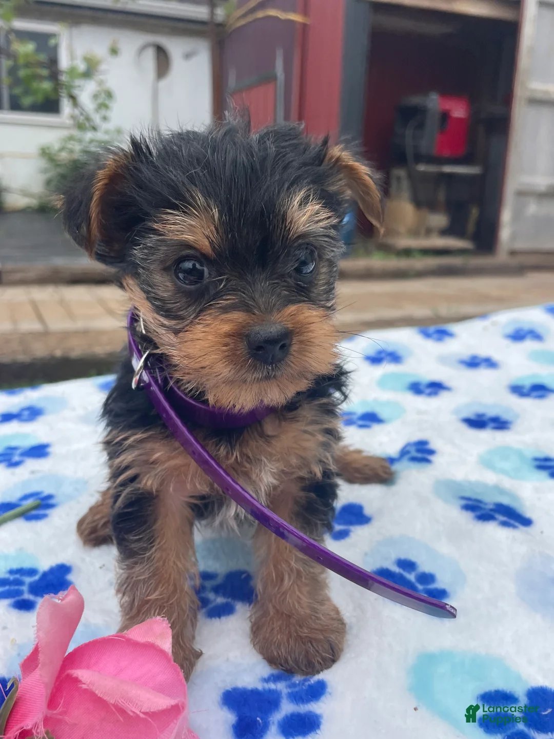 Yorkshire Terrier dogs for sale: Princess - Ad 2