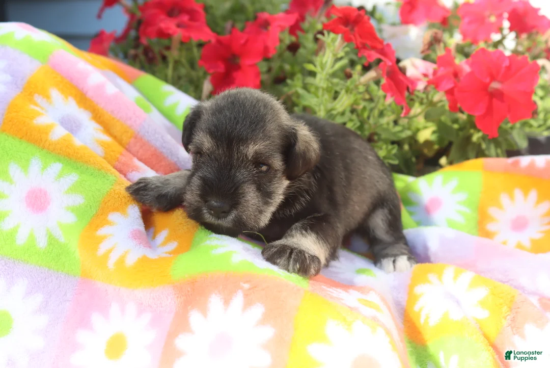Miniature Schnauzer dogs for sale: Lizzy - Ad 2