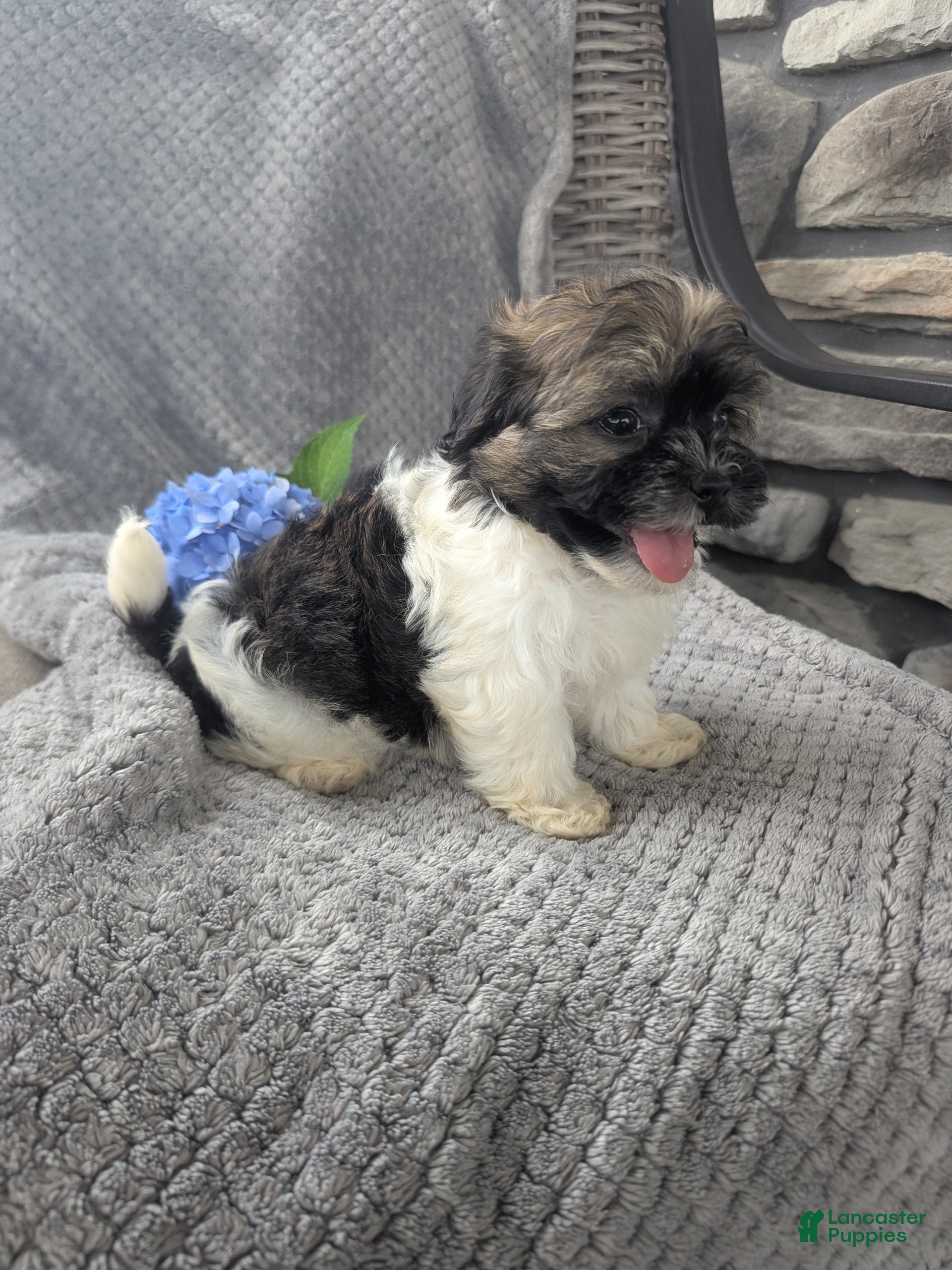 Havanese dogs Tucker - Ad 1