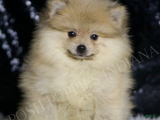 Pomeranian dogs - Ad 34