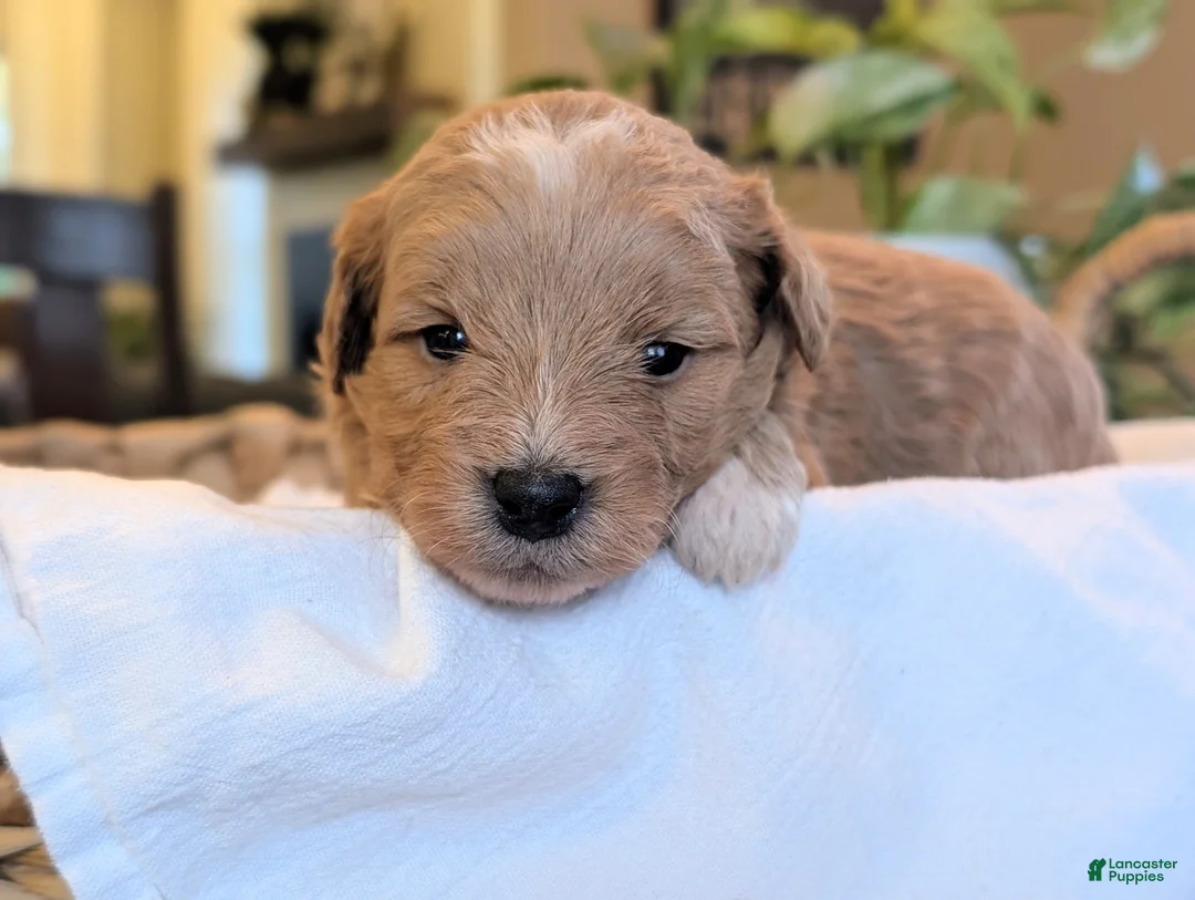 Mini Goldendoodle dogs for sale: Daisy - Ad 1