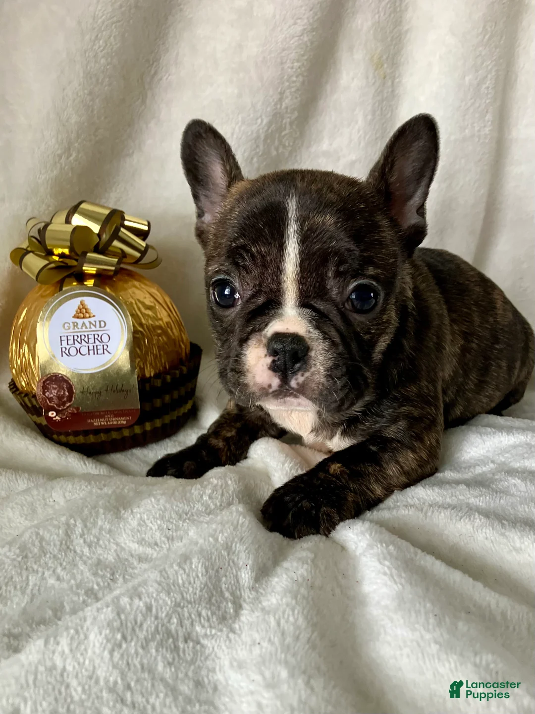 French Bulldog dogs for sale: Polly - Ad 3
