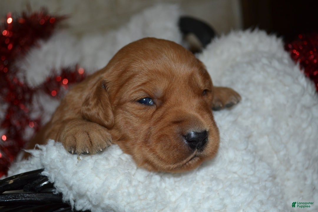 Golden Retriever dogs for sale: Princess - Ad 3