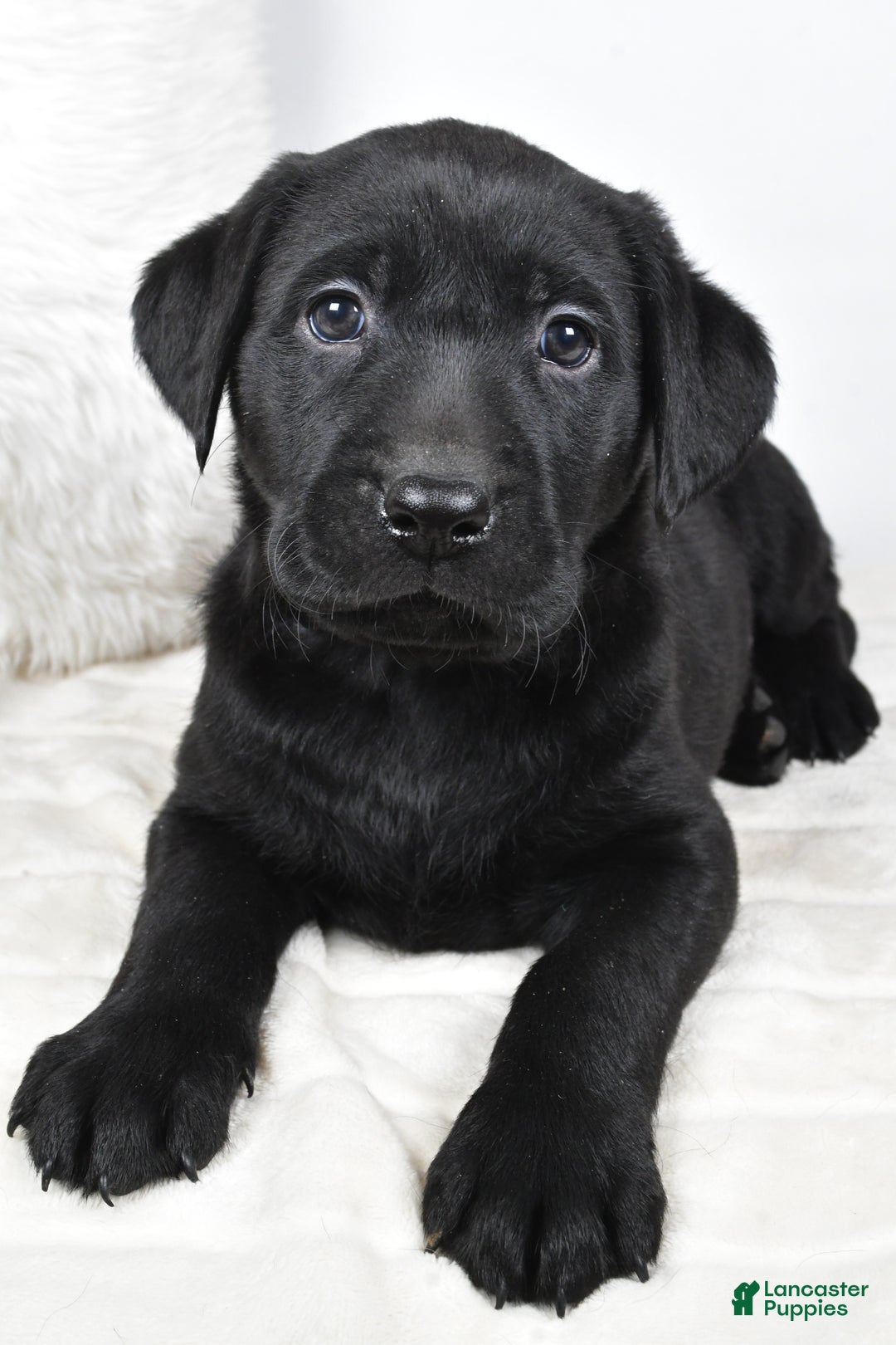 Labrador Retriever dogs for sale: Piper - Ad 6