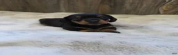 Miniature Dachshund dogs for sale: Sadie - Ad 4