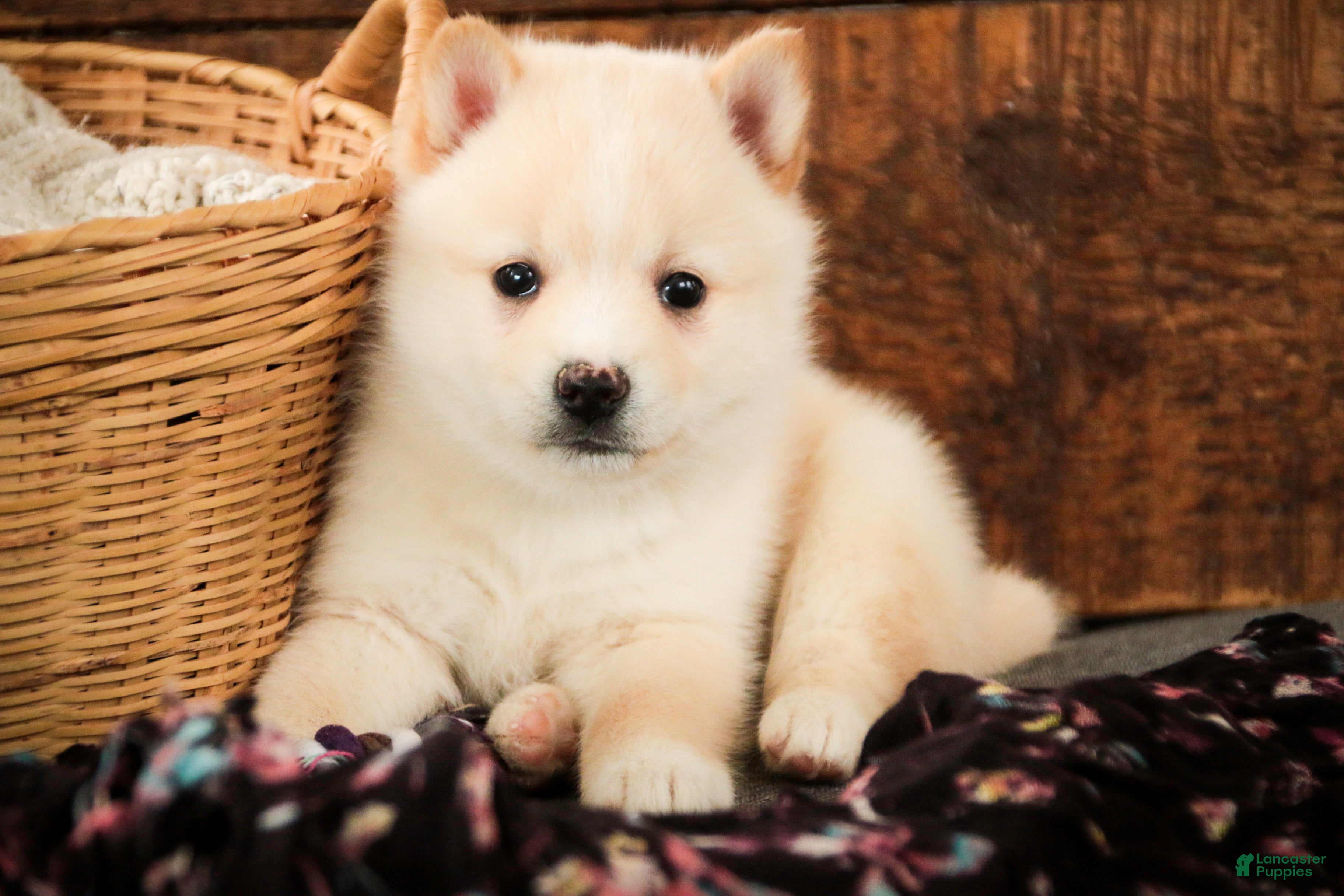 Pomsky dogs Sydney - Ad 2