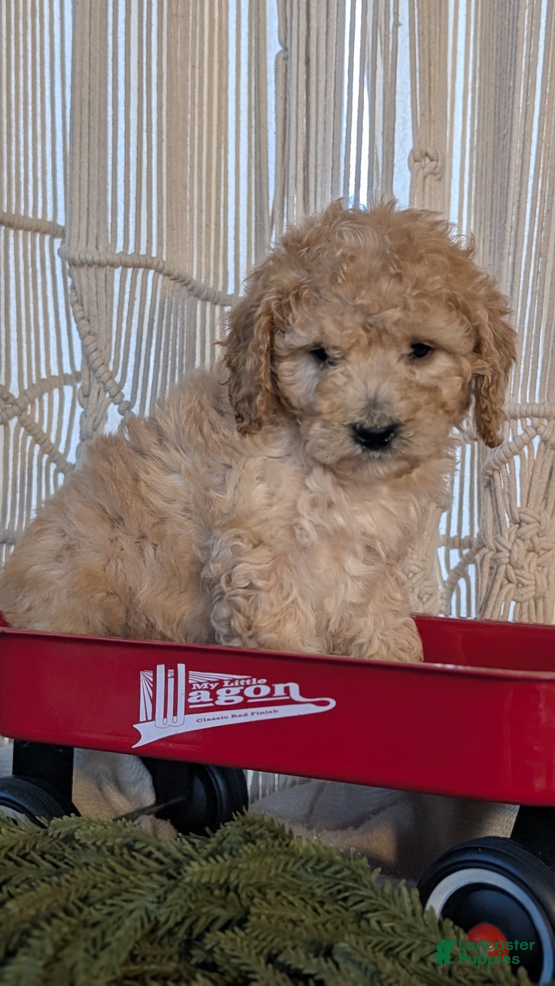 Cavapoo dogs for sale: Azzi - Ad 5