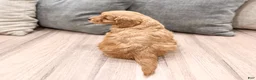 Mini Goldendoodle dogs for sale: Paisley - Ad 4