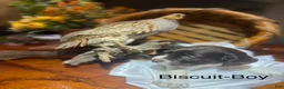 Brittany Spaniel dogs for sale: Biscuit - Ad 3