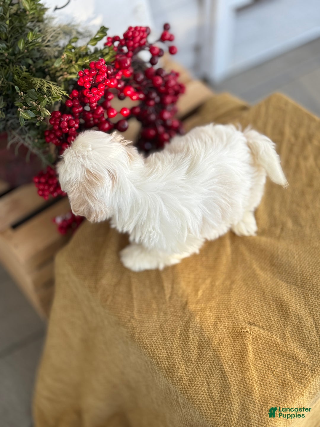 Shih Tzu dogs for sale: Pearl - Ad 2