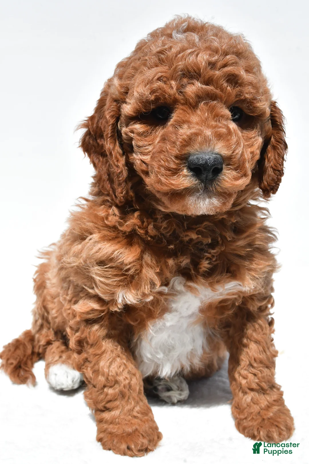 Mini Goldendoodle dogs for sale: Bentley - Ad 1