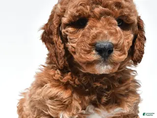 Mini Goldendoodle dogs for sale: Bentley - Ad 2