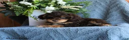 Schnoodle dogs for sale: Peanuts - Ad 2