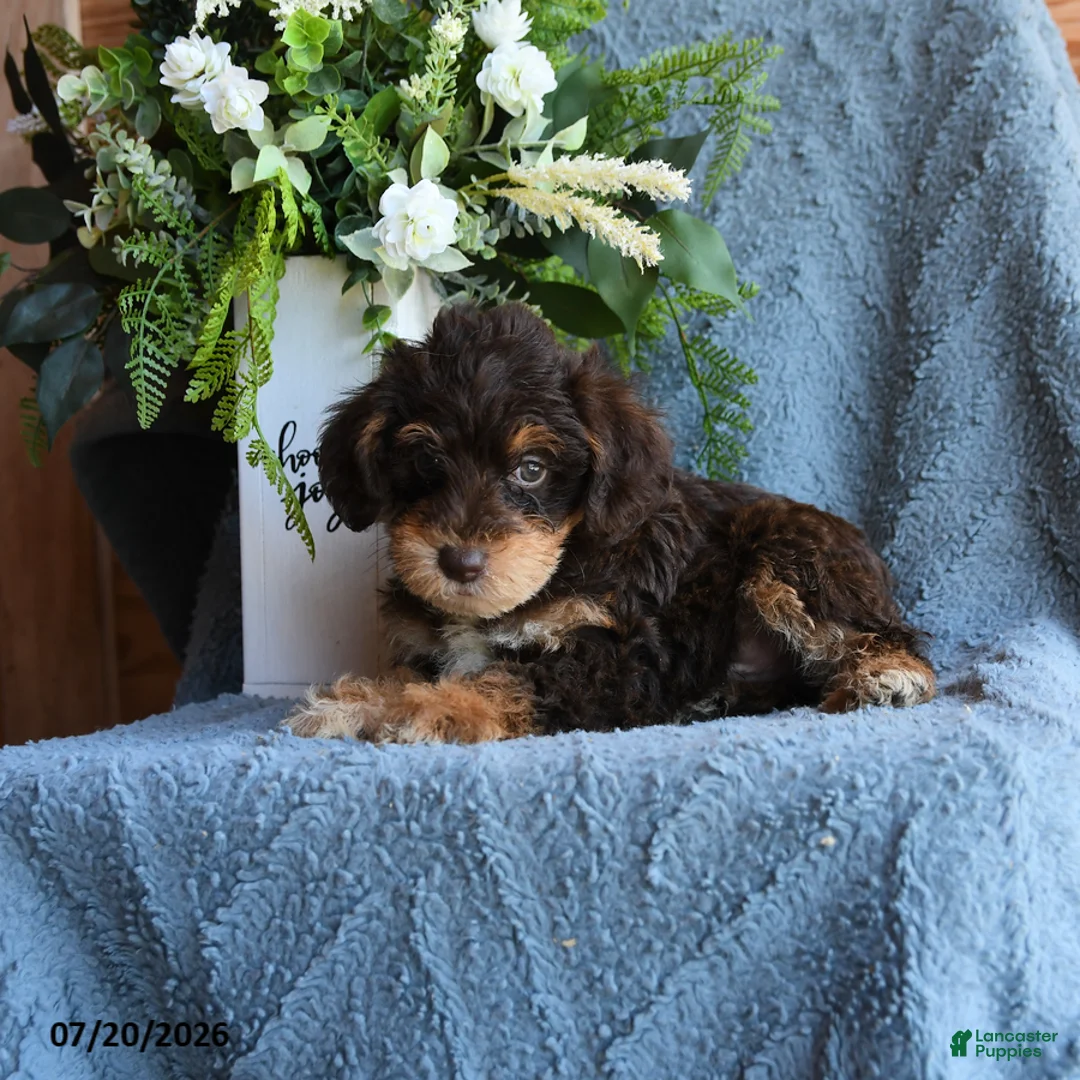 Schnoodle dogs for sale: Peanuts - Ad 2