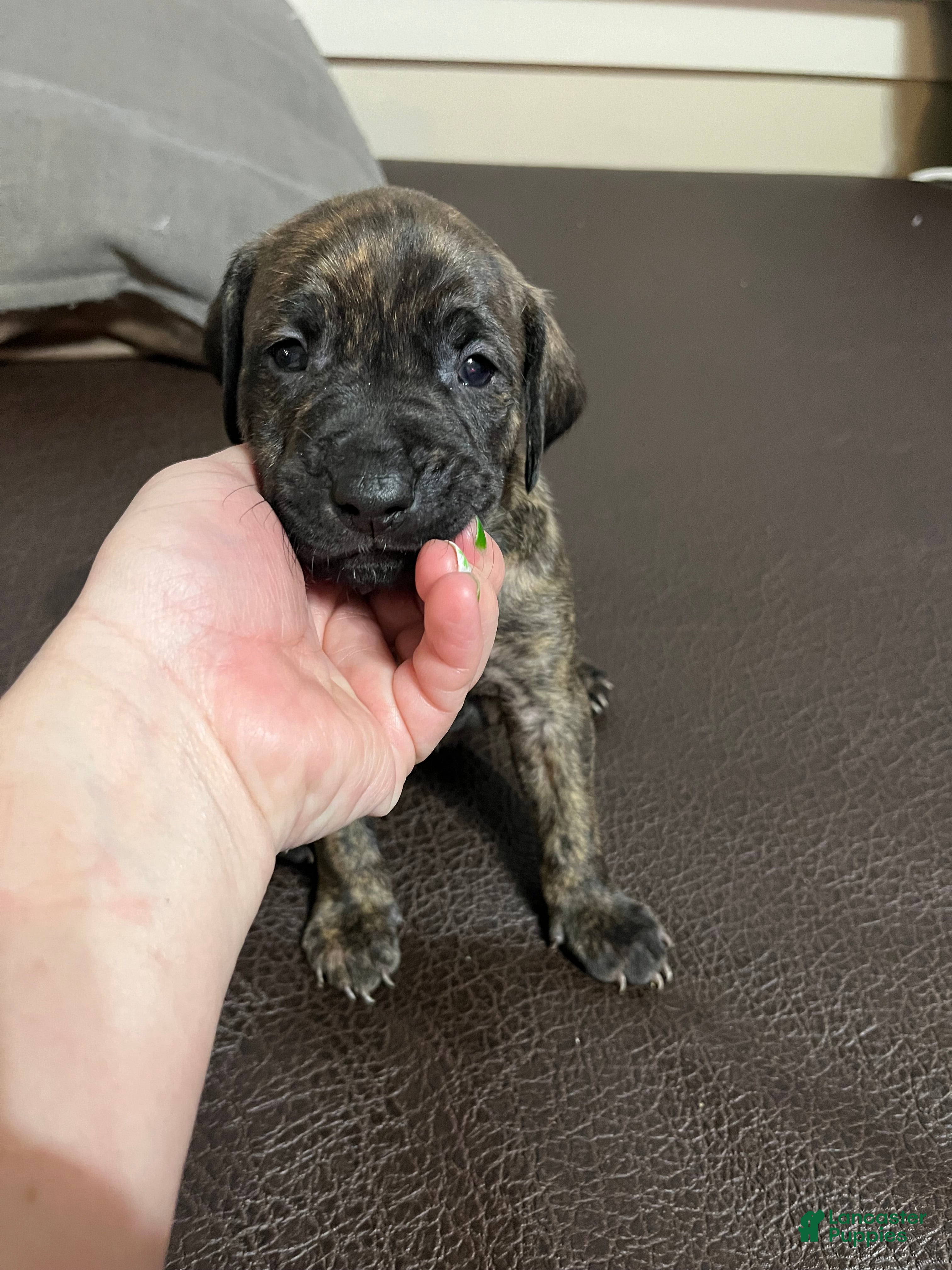 Mixed Breed dogs Boy- Puppy 2 - Ad 26