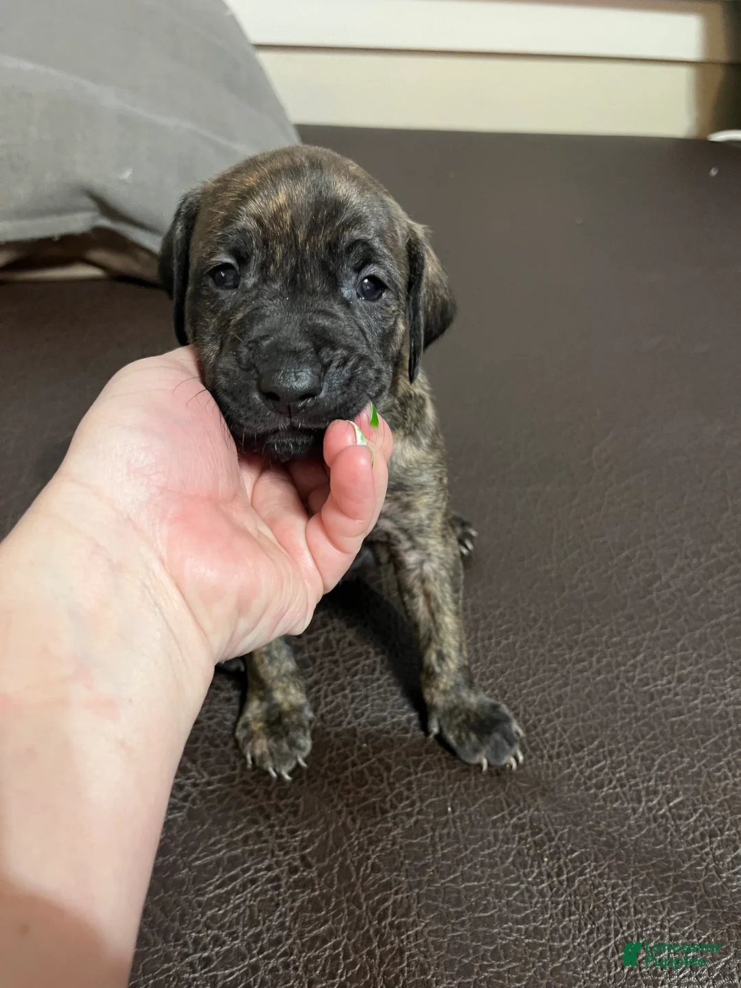 Mixed Breed dogs for sale: Boy- Puppy 2 - Ad 1