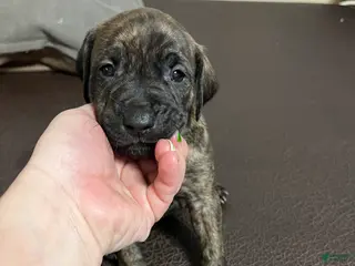 Mixed Breed dogs Boy- Puppy 2 - Ad 26