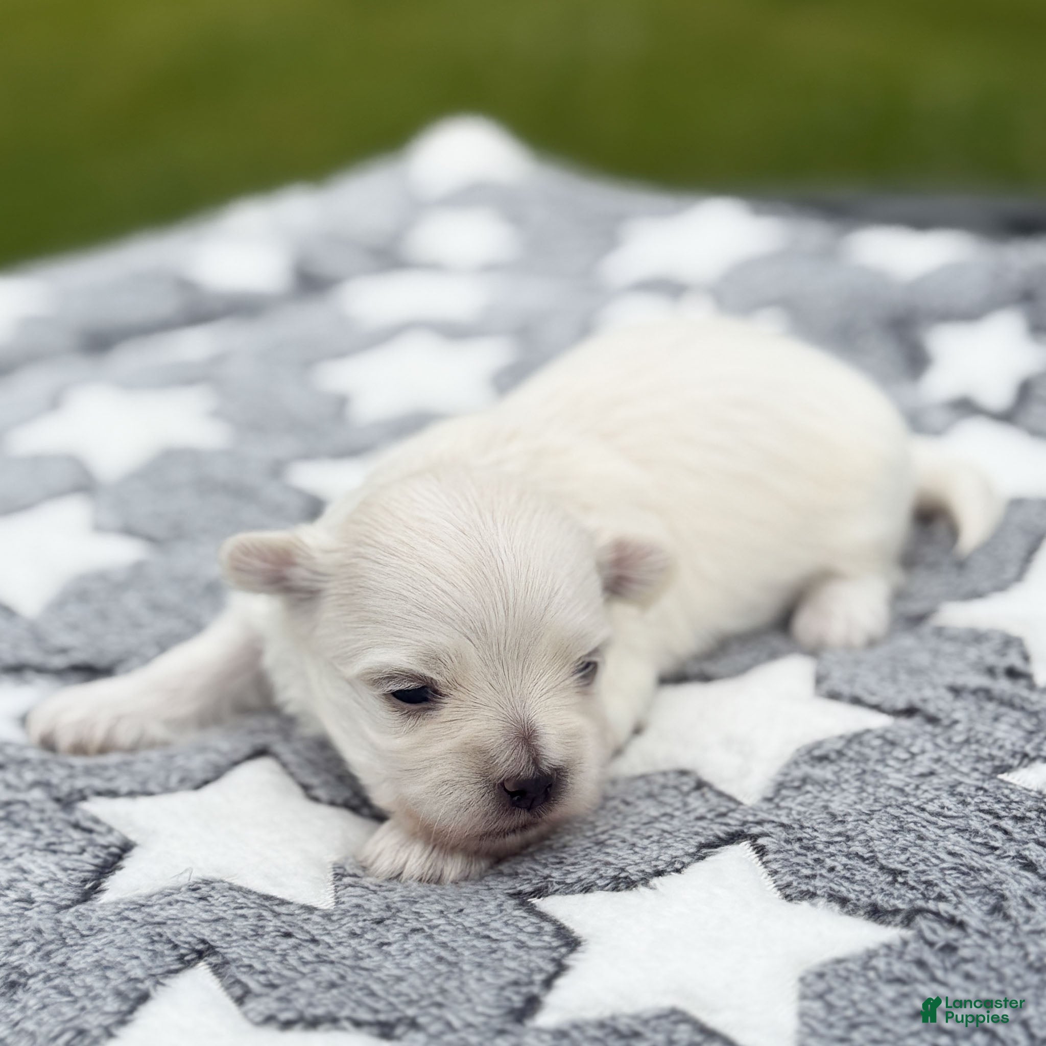 Maltese dogs Jefferson Maltese Puppy - Ad 1