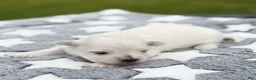Maltese dogs for sale: Jefferson Maltese Puppy - Ad 1