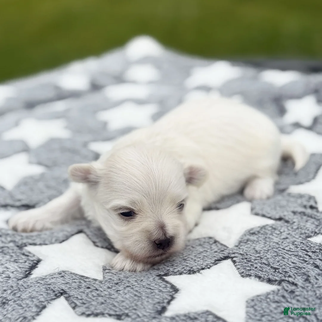 Maltese dogs for sale: Jefferson Maltese Puppy - Ad 1
