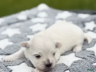 Maltese dogs for sale: Jefferson Maltese Puppy - Ad 2