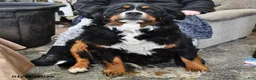 Mixed Breed dogs for sale: Rosamund - Ad 4