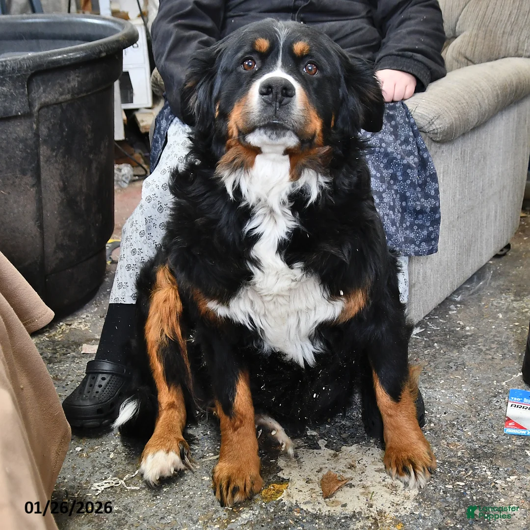 Mixed Breed dogs for sale: Rosamund - Ad 4