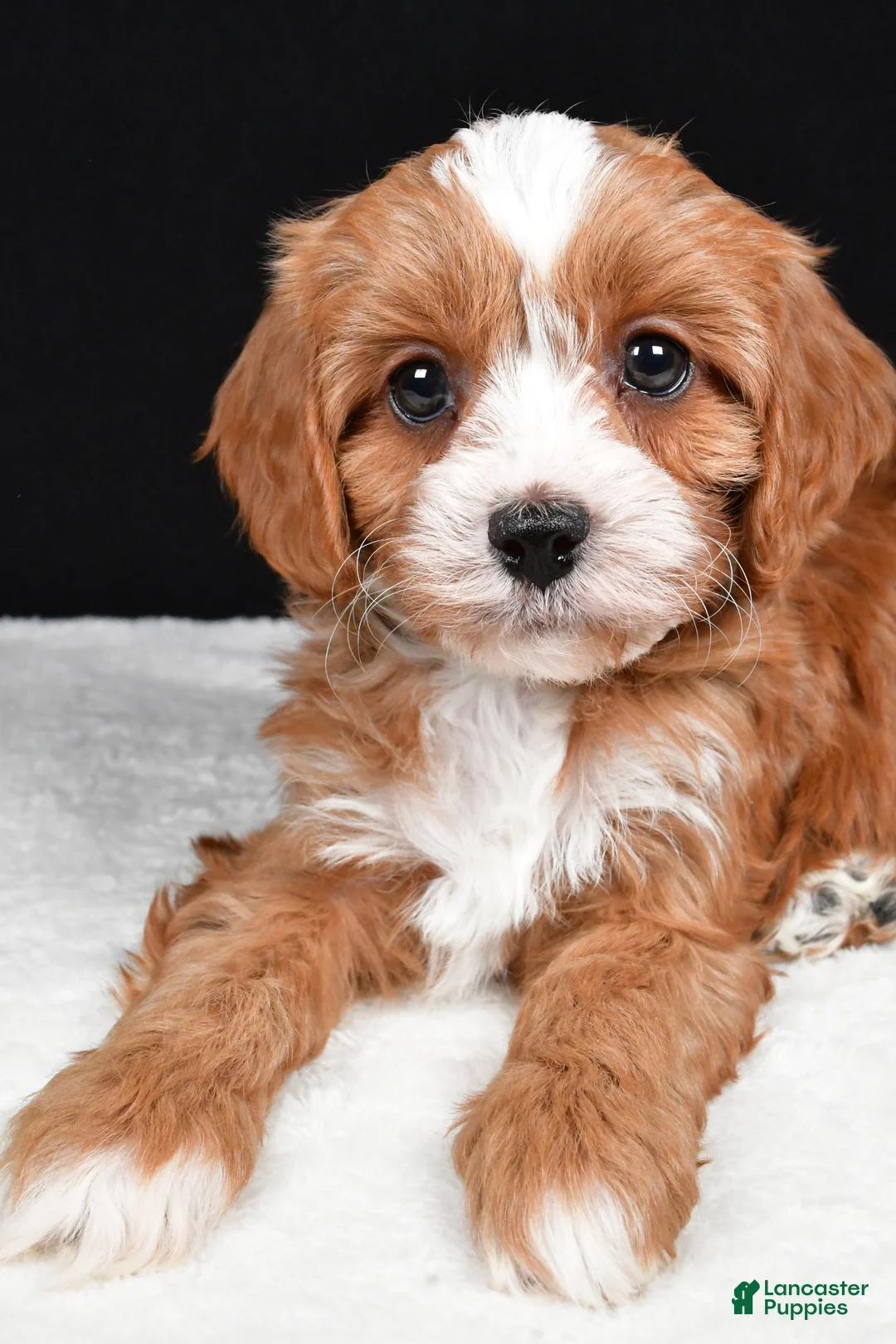 Cavapoo dogs for sale: Kendall - Ad 9