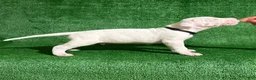 Dogo Argentino dogs for sale: Black male  - Ad 6