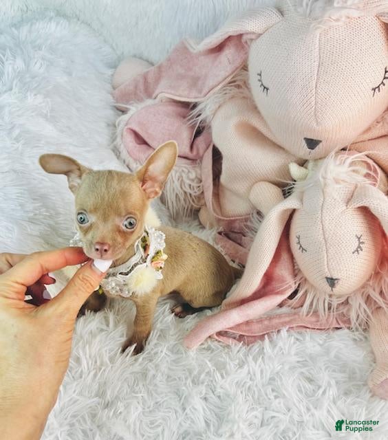 Chihuahua dogs Chihuahua 1 - Ad 1