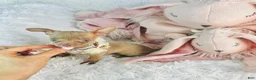 Chihuahua dogs for sale: Chihuahua 1 - Ad 1
