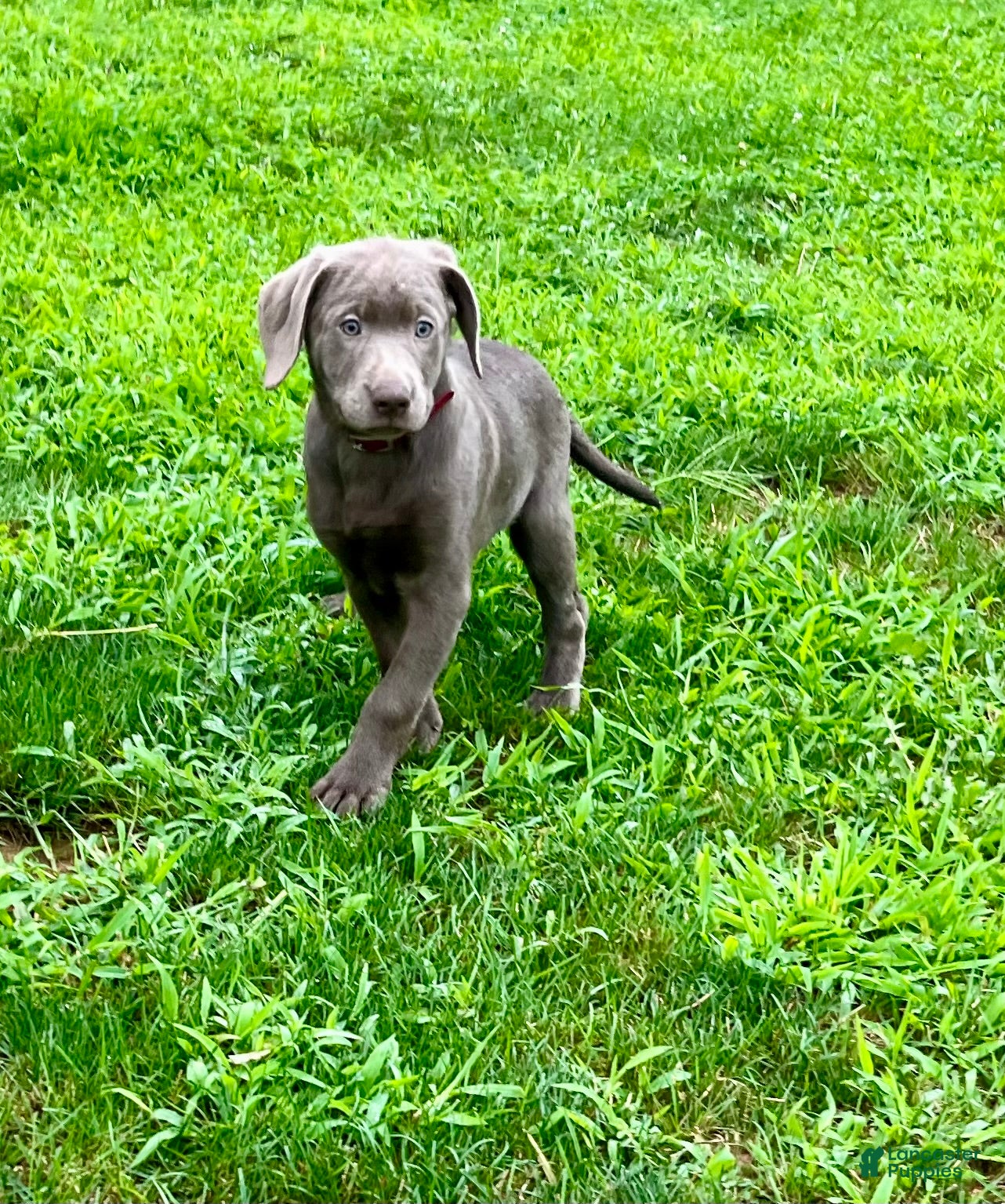 Labrador Retriever dogs Timmy ❤️AKC Hip Cert maroon - Ad 1