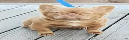 French Bulldog dogs for sale: French Bulldog 4 Hershey  - Ad 3