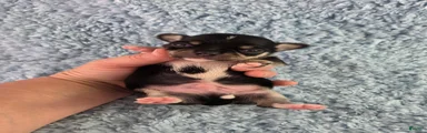 AKC Peter