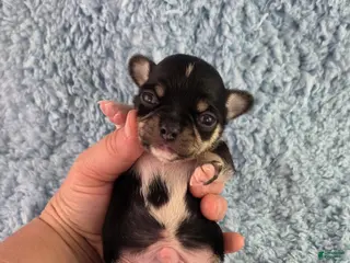 Chihuahua dogs for sale: AKC Peter - Ad 4