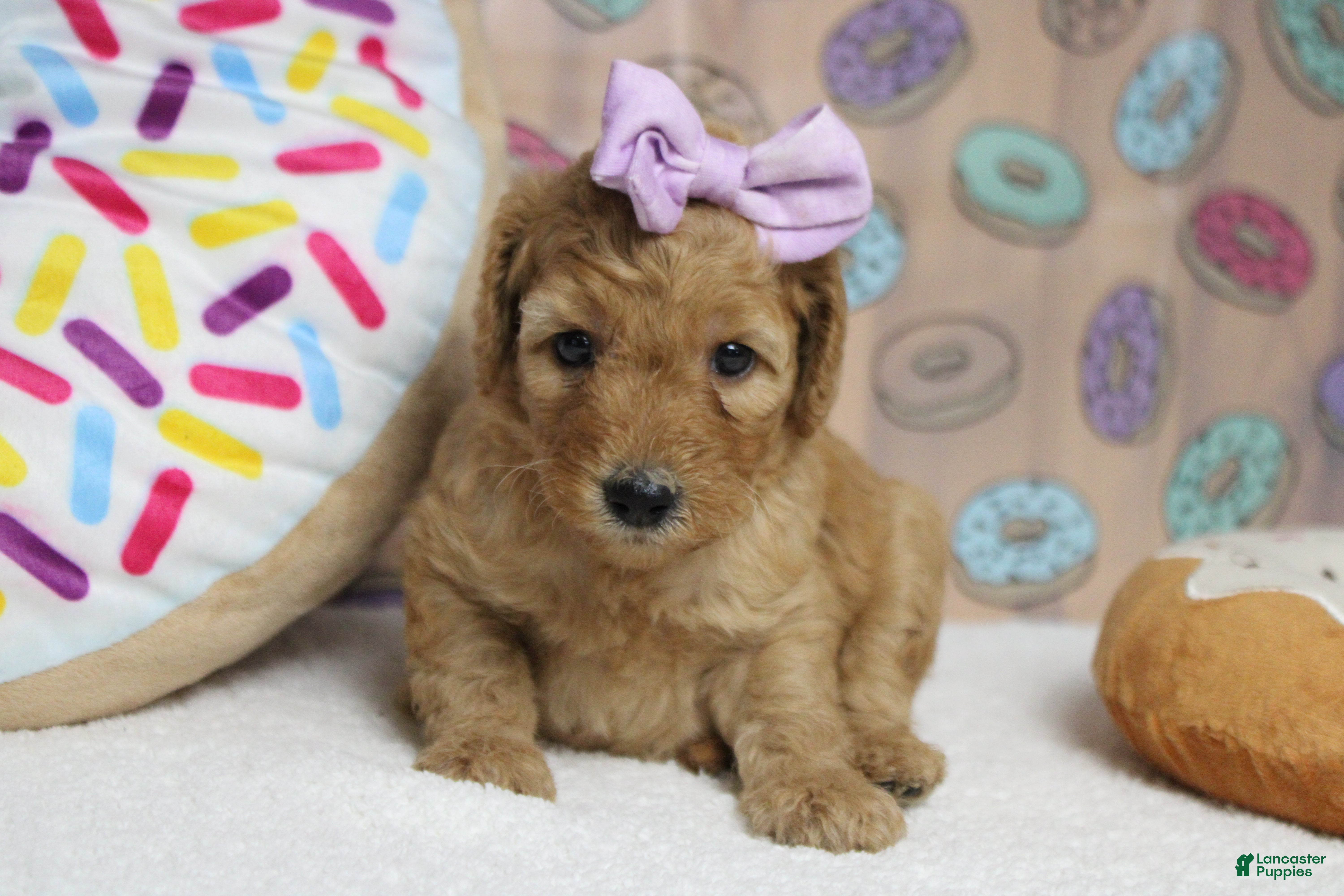 Goldendoodle dogs Ravioli - Ad 39