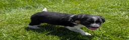 Mixed Breed dogs for sale: Daisy - Ad 2