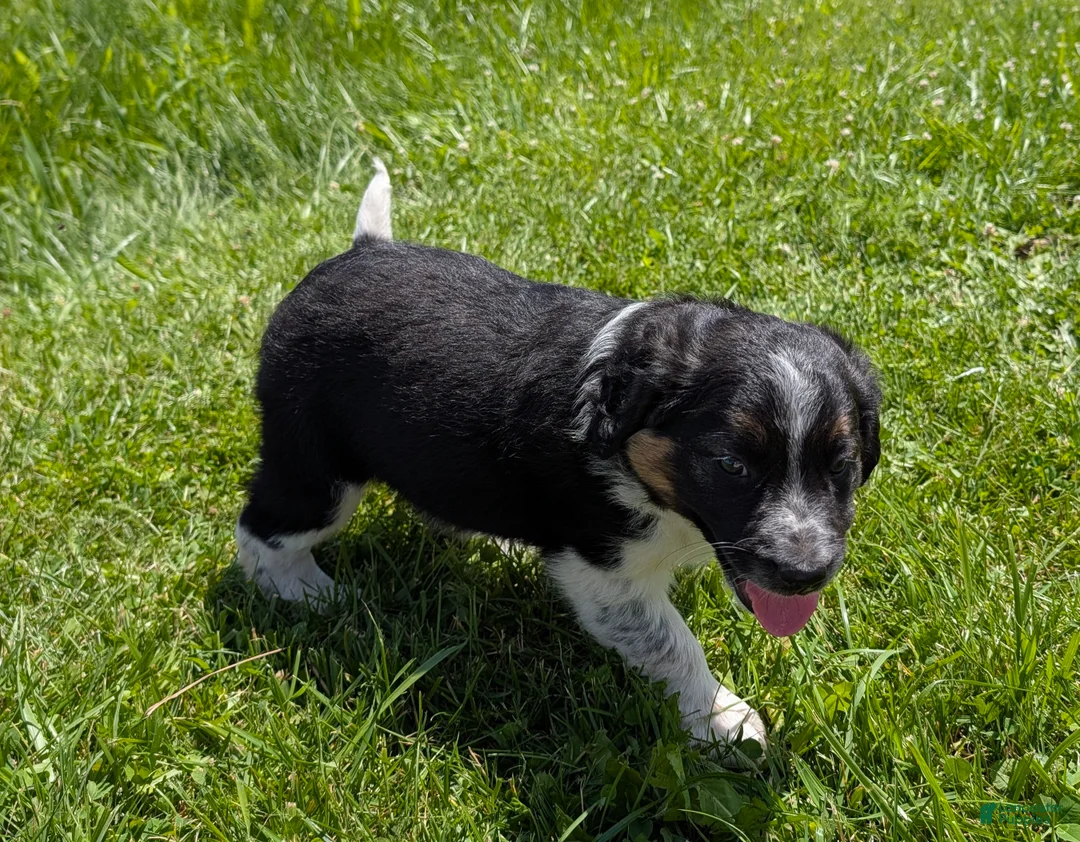 Mixed Breed dogs for sale: Daisy - Ad 2