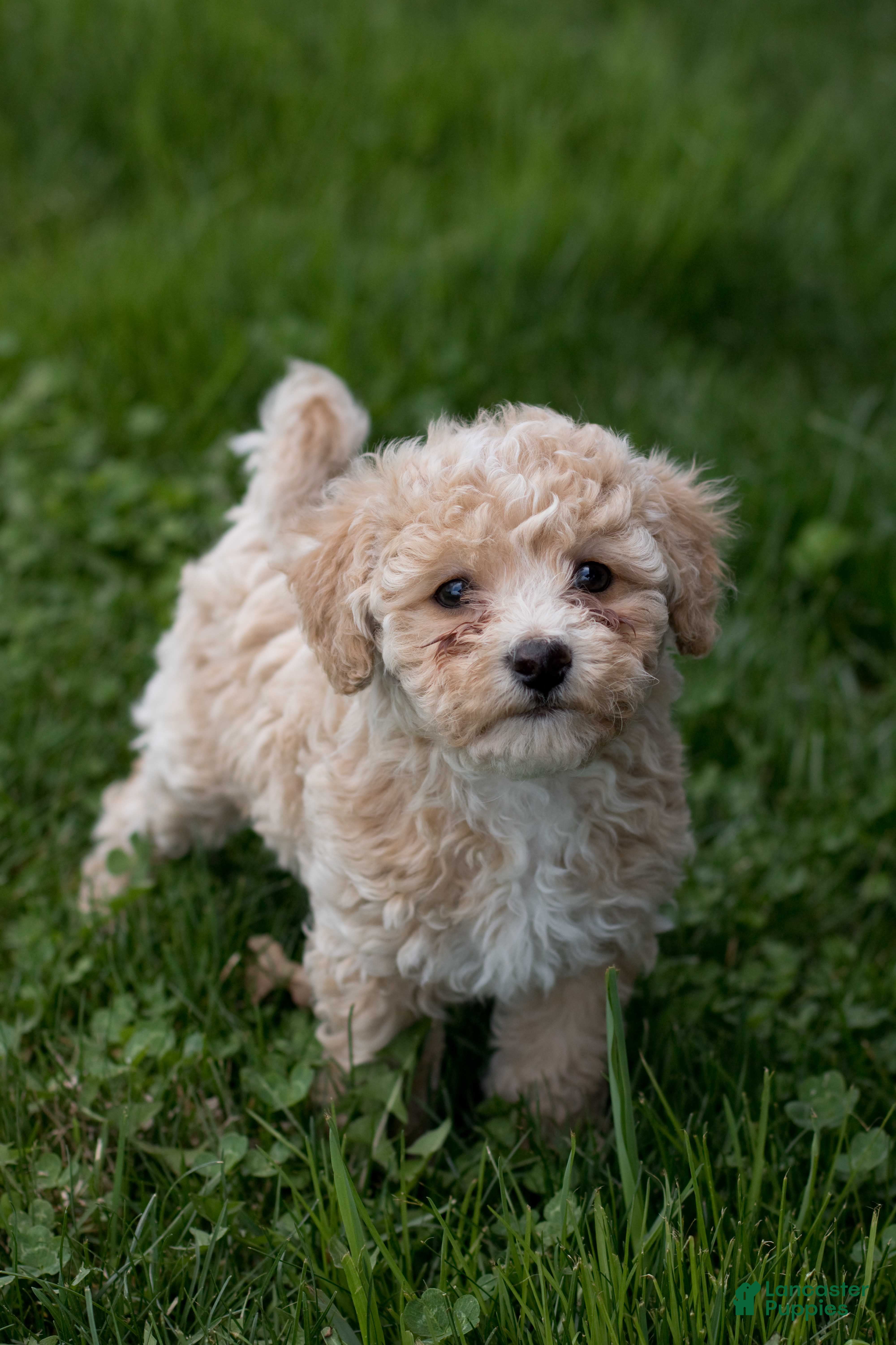 Bichpoo dogs Ruby - Ad 1