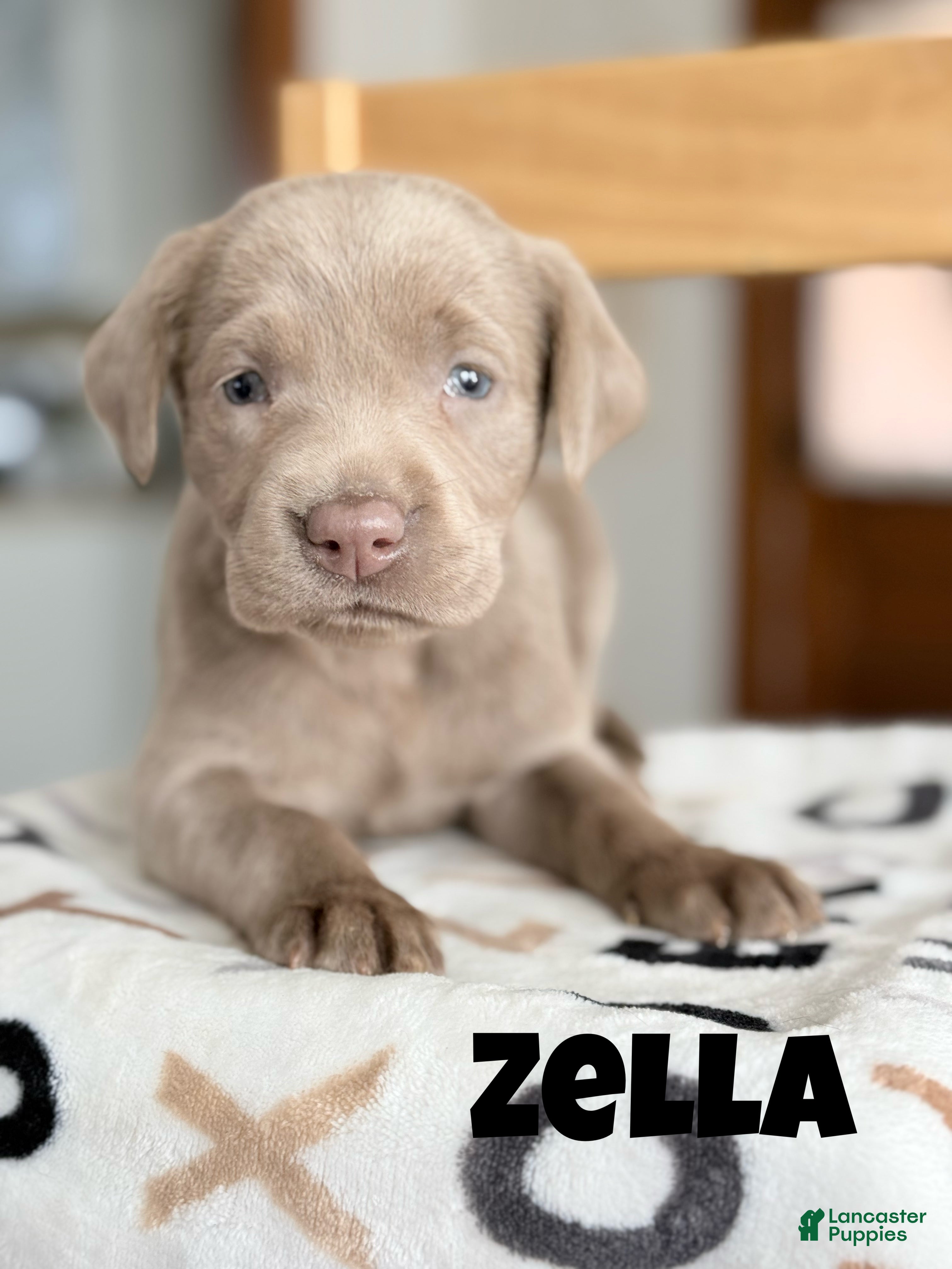 Labrador Retriever dogs Zella - Ad 40